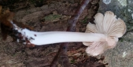 Entoloma rhodopolium (Fr.) P. Kumm.