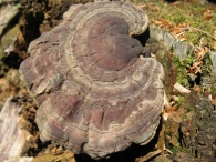 Ganoderma lucidum (Fr.) P. Karst, Hongo pipa 4