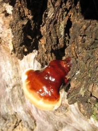 Ganoderma lucidum (Fr.) P. Karst, Hongo pipa 2