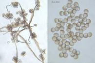 Reticularia lycoperdon