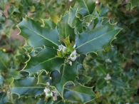 Gorosti/Acebo/Ilex aquifolium