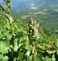 Cicerbita alpina (L.) Wallroth, Lechuga de los Alpes 5