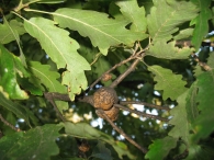 Quercus Cerris L., Roble turco. AGALLA