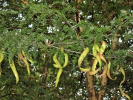 Gleditsia triacanthos L., Acacia de tres espinas. 4