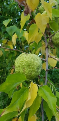 Maclura pomiferaRaf.) C.K.Schneid. Naranjo de Luisiana. 2