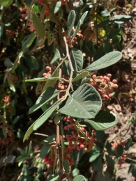 Cotoneaster coriaceus (C.lacteus) 2