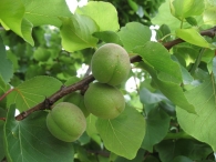 Prunus armeniaca L., Albaricoquero, Damasco, Chabacano, Albérchigo, Abercoque 3