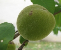 Prunus persica (L .) Batsch., Melocotonero, Melocotón, Durazno. 3