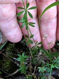 Galium pinetorum 4