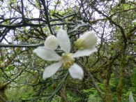 Poncirus trifoliata (L.) Raf., Citrus trifoliata L., Naranjo espinoso o trifoliado. 5