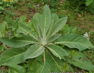 Verbascum speciosum Schrad. Gordolobo vistoso. 2