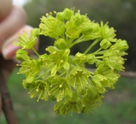 Acer platanoides L., Arce real