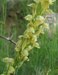 Aceras anthropophorum (L.) W. T. Aiton, Orquídea del hombre ahorcado 2