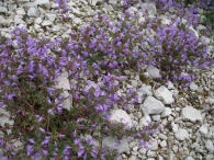 Acinos alpinus (L.) Moench., Satureja alpina (L.) Scheele 6