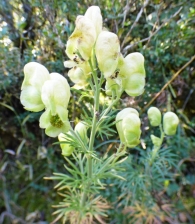 Aconitum anthora L., Aconito de los Alpes. 5