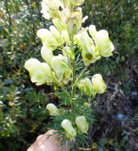 Aconitum anthora L., Aconito de los Alpes. 6