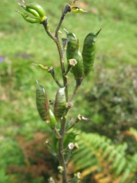 Aconitum napellus L., Acónito azul, Irebedarra. 2
