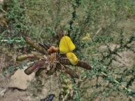 Adenocarpus complicatus subsp. lainzii