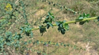 Adenocarpus complicatus subsp. lainzii 3