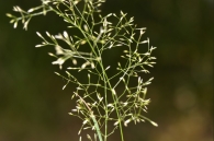 Agrostis capillaris 2
