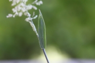 Agrostis stolonifera 5