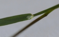 Agrostis stolonifera 6