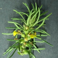 Ajuga chamaepitys (L.) Schreb. subsp. chamaepitys 3