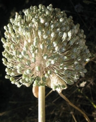 Allium ampeloprasum var. porrum (L.) J.Gay, Allium porrum L., Puerro comestible