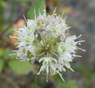 Allium ericetorum Thore.