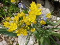 Allium moly L., Ajo amarillo.