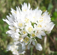 Allium roseum (L.) Krock., Ajo rosado, Ajo de culebra. Hipocrom�tico 2