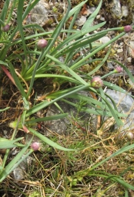Allium senescens L. subsp. montanum (Fr.) Holub 7