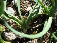 Allium senescens L. subsp. montanum (Fr.) Holub 2