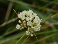 Allium stearnii 3