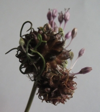 Allium vineale L., Ajo de las viñas, Puerro de viña, Sorgin-baratxuri, Ajicuervo. 5
