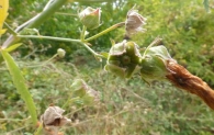 Althaea cannabina L, Mata ca�amera, Malva con hojas de c��amo 2