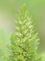 Amaranthus retroflexus 3