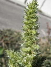 Amaranthus retroflexus 2