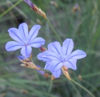 Aphyllanthes monspeliensis L., Junquillo azul, Azulita