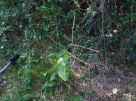 Arabis pauciflora