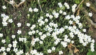 Arenaria montana L. subsp. montana.