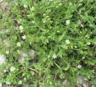 Arenaria serpyllifolia L. 4