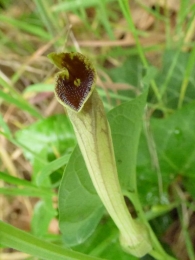 Aristolochia paucinervis Pomel., Aristoloquia larga. 4