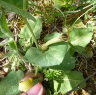 Aristolochia paucinervis Pomel., Aristoloquia larga.