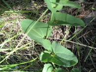 Aristolochia paucinervis Pomel., Aristoloquia larga 2