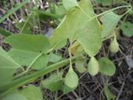 Aristolochia paucinervis Pomel., Aristoloquia larga 4