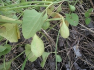 Aristolochia paucinervis Pomel., Aristoloquia larga 5