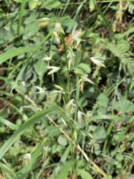 Arrhenatherum elatius subsp. elatius 2