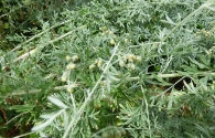 Artemisia absinthium L. Ajenjo, "Hada verde".
