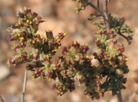 Artemisia herba-alba, Asso, Artemisa blanca. Ontina. 7